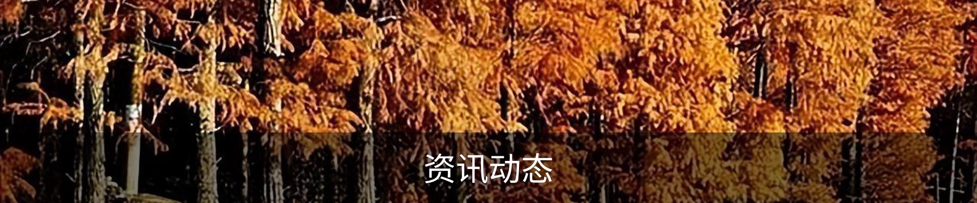 服务项目